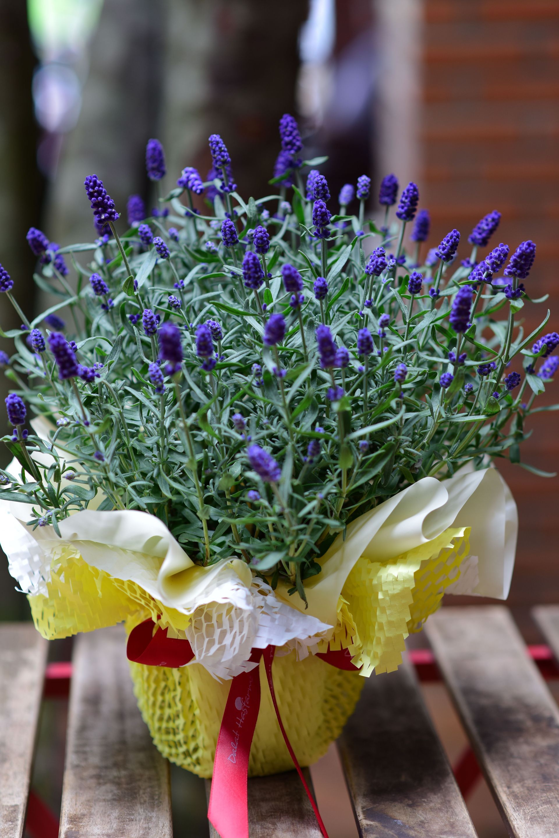 Lavendel in pot
