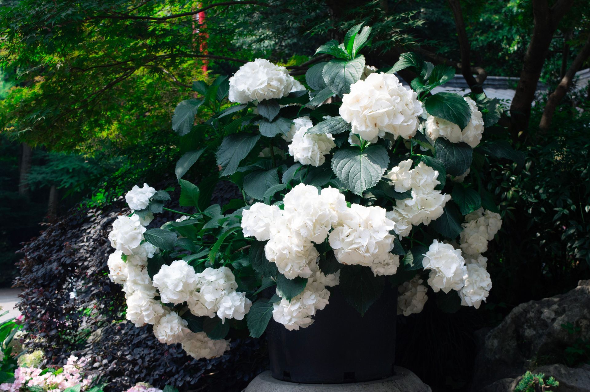 Hortensia in pot