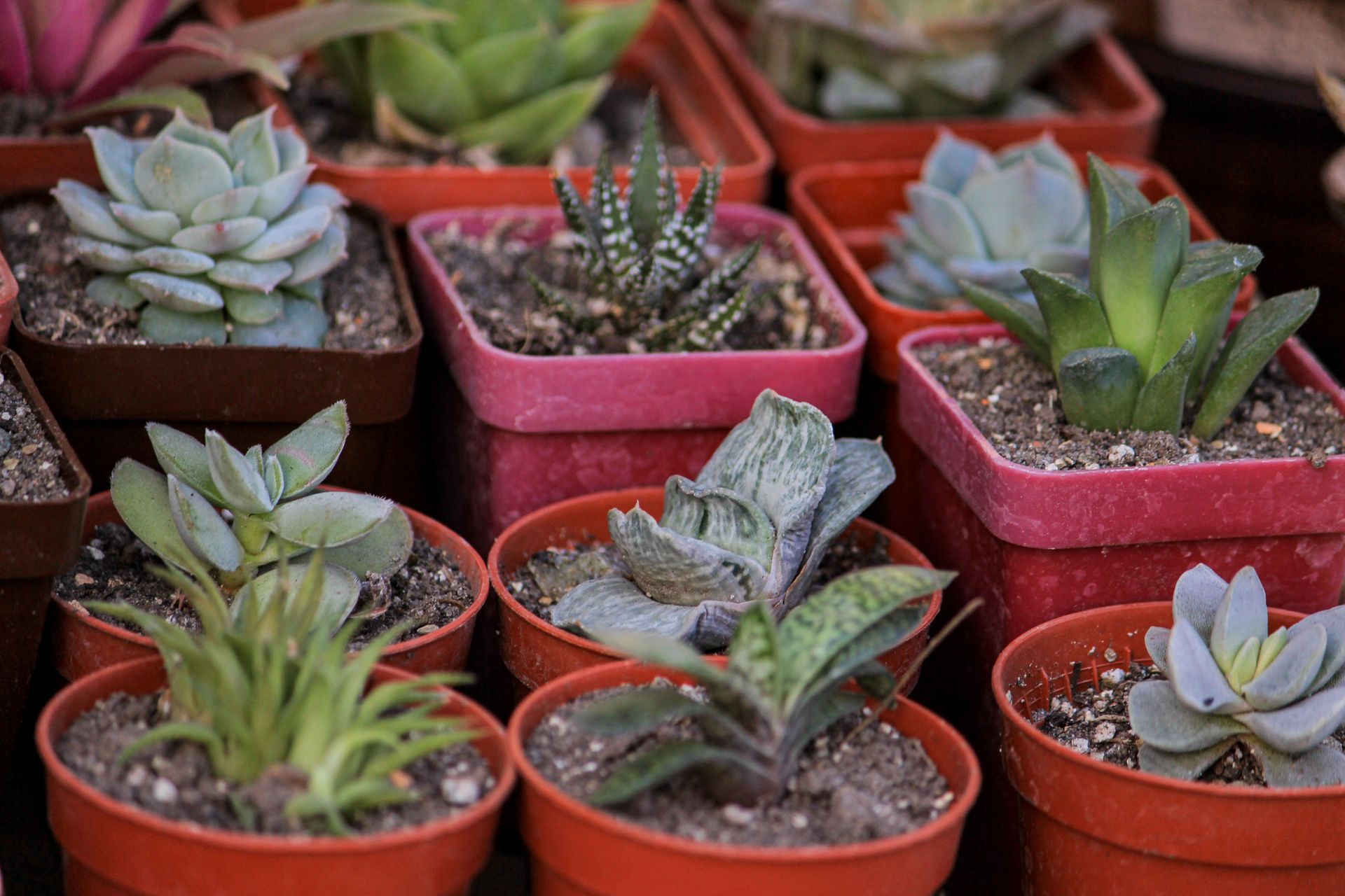Set vetplanten