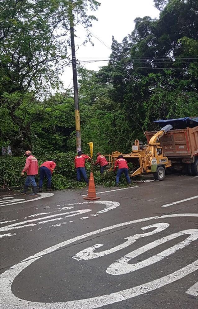 Inagan Ingeniería tala y poda de arboles