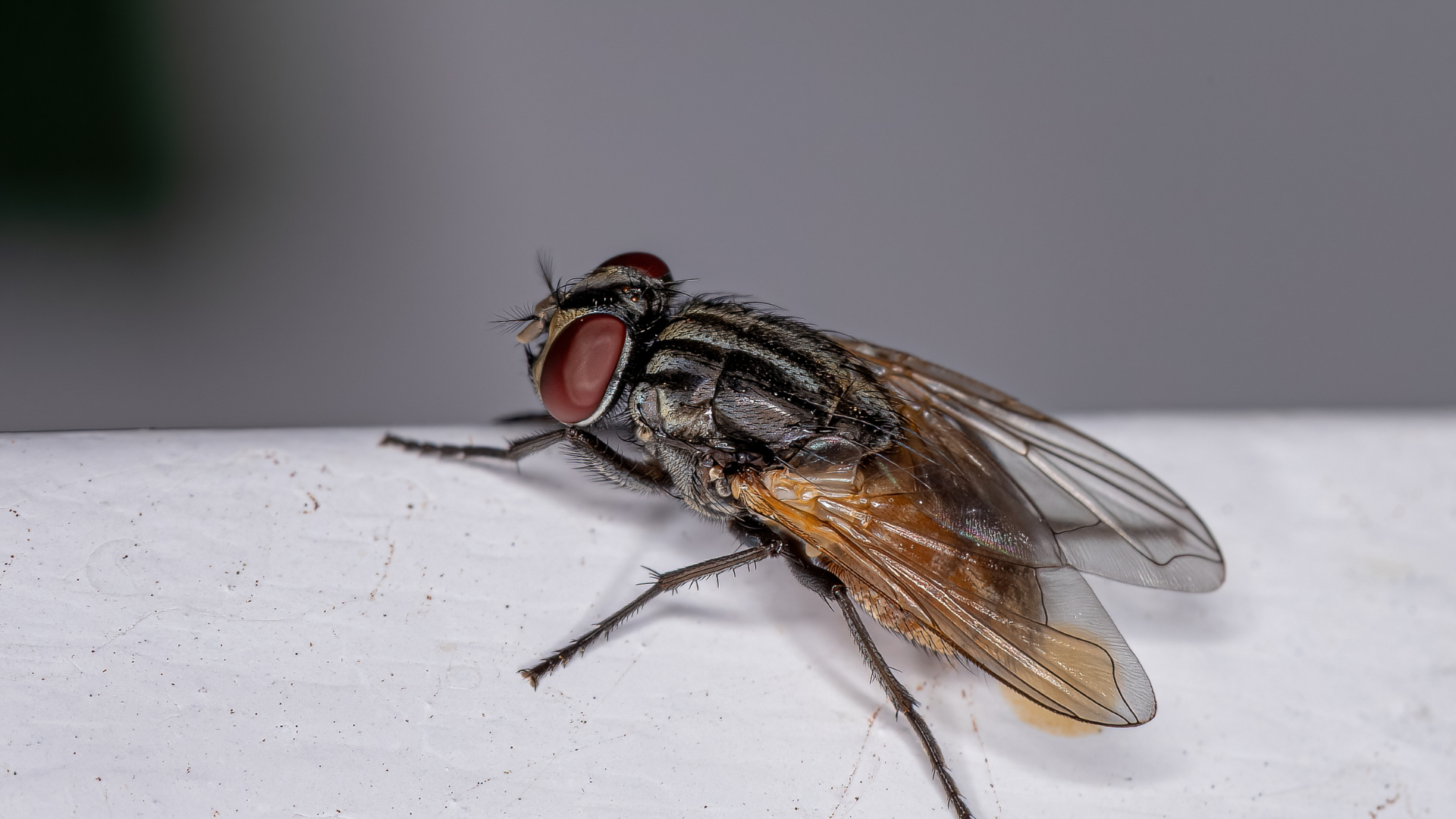 A close-up, side profile view of a housefly with dark striped patterns on its thorax, perched on a white surface.