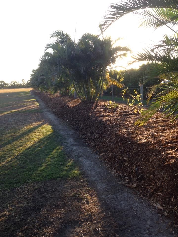 A Dirt Path Going Through a Lush Green Field Surrounded by Palm Trees — A1 Tree Service in Kensington, QLD