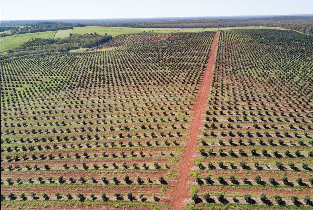 An Aerial View of plantation in a field — A1 Tree Service in Childers, QLD
