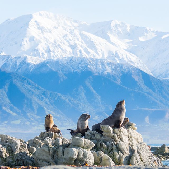 Fur seals on the rocks at Kaikōura, with snow on the mountains behind