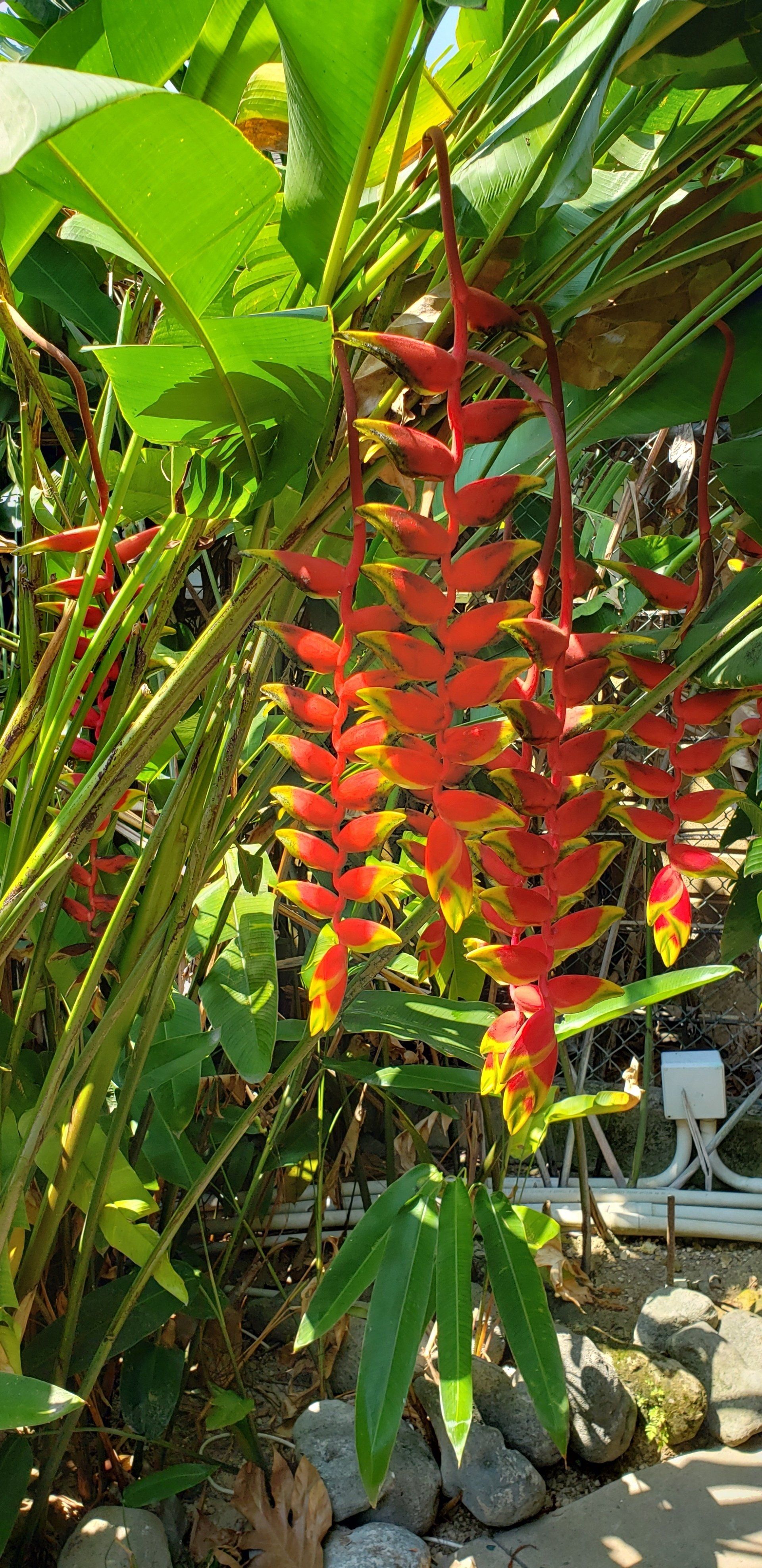 Hanging red and yellow heliconia flowers in a garden. Green leaves surround them.