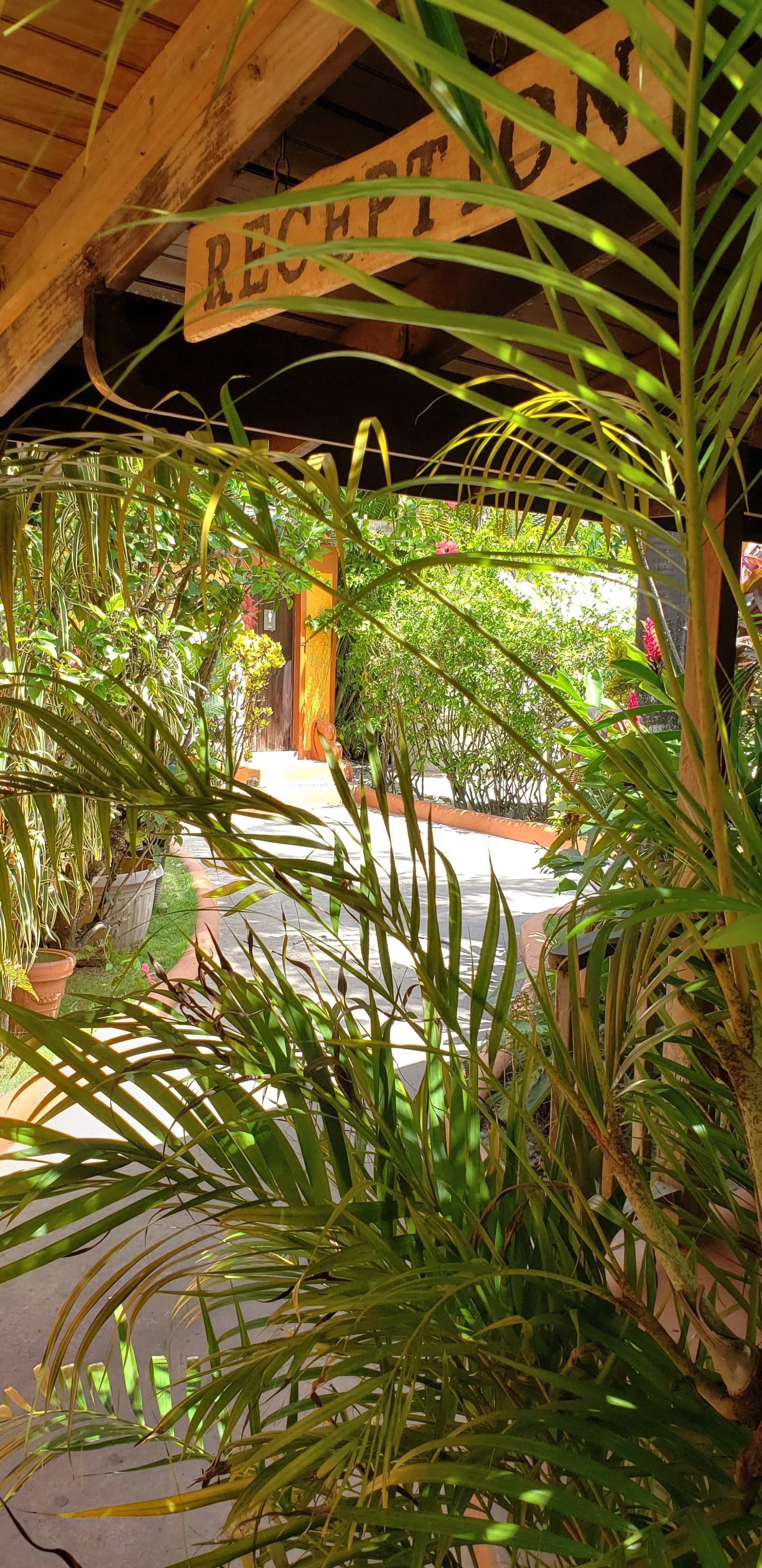 View through lush greenery to a 