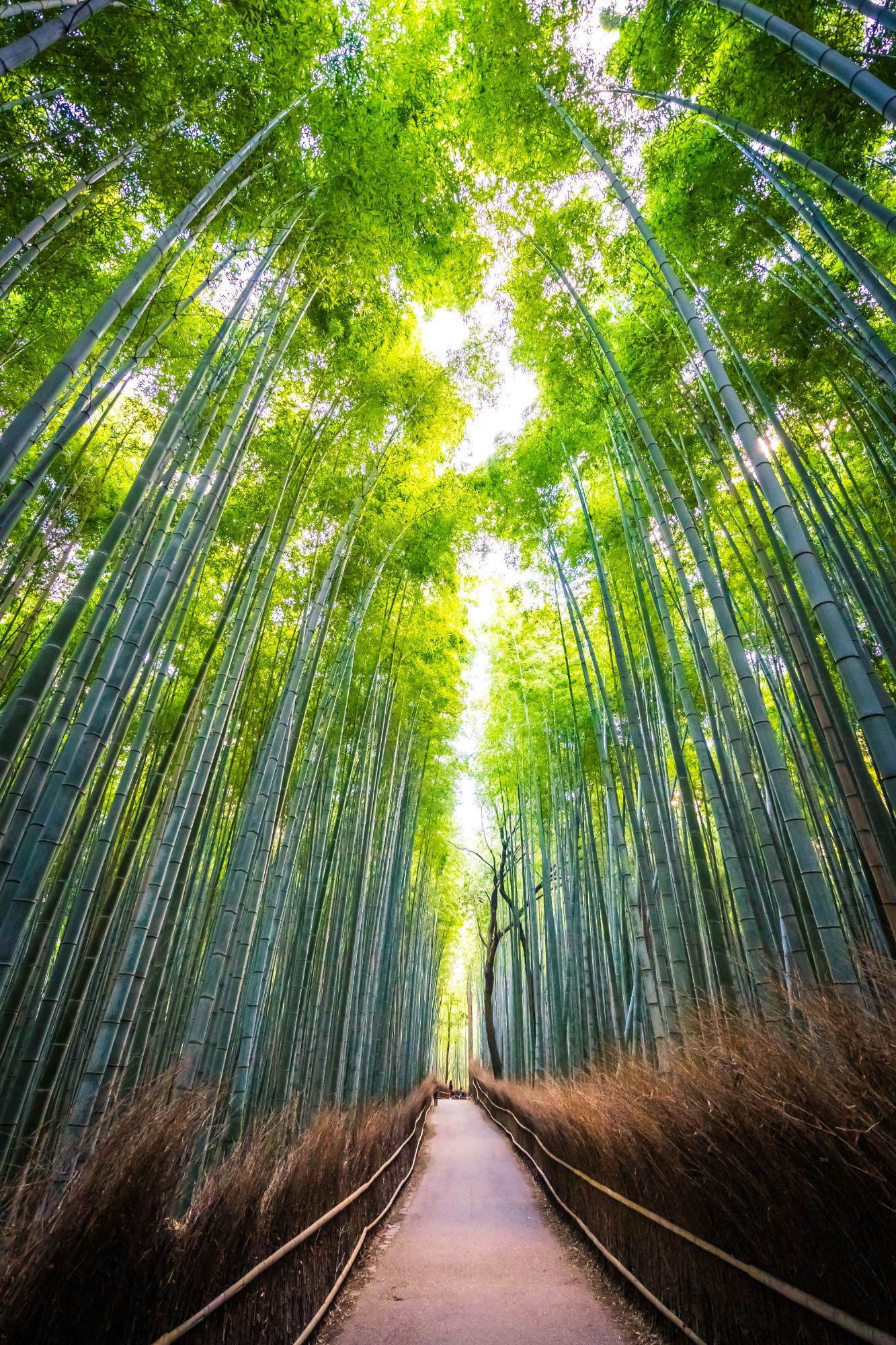 Trees