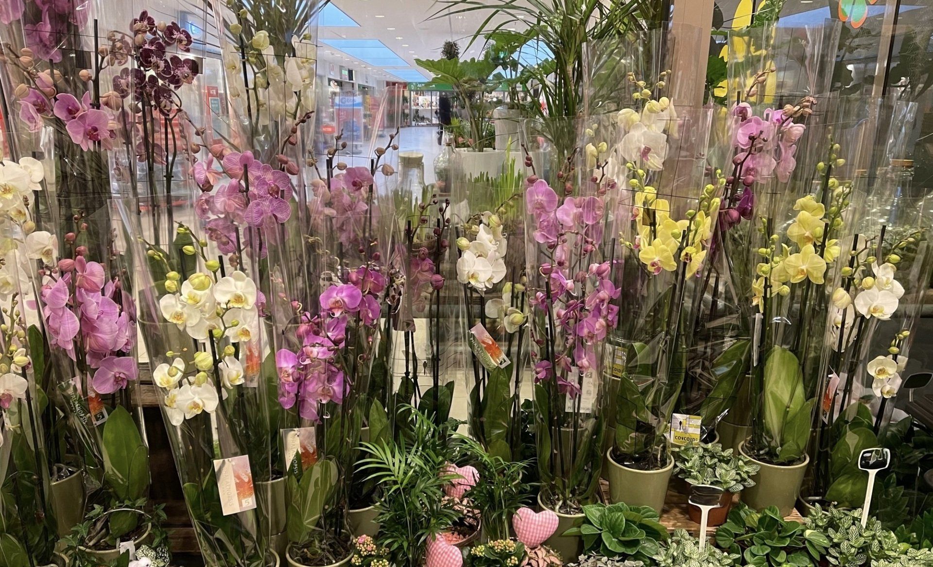 Orchideën bij Althaea