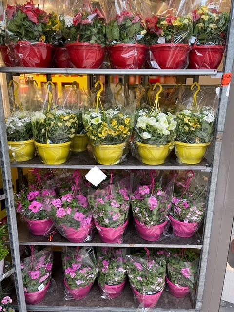 Potplanten