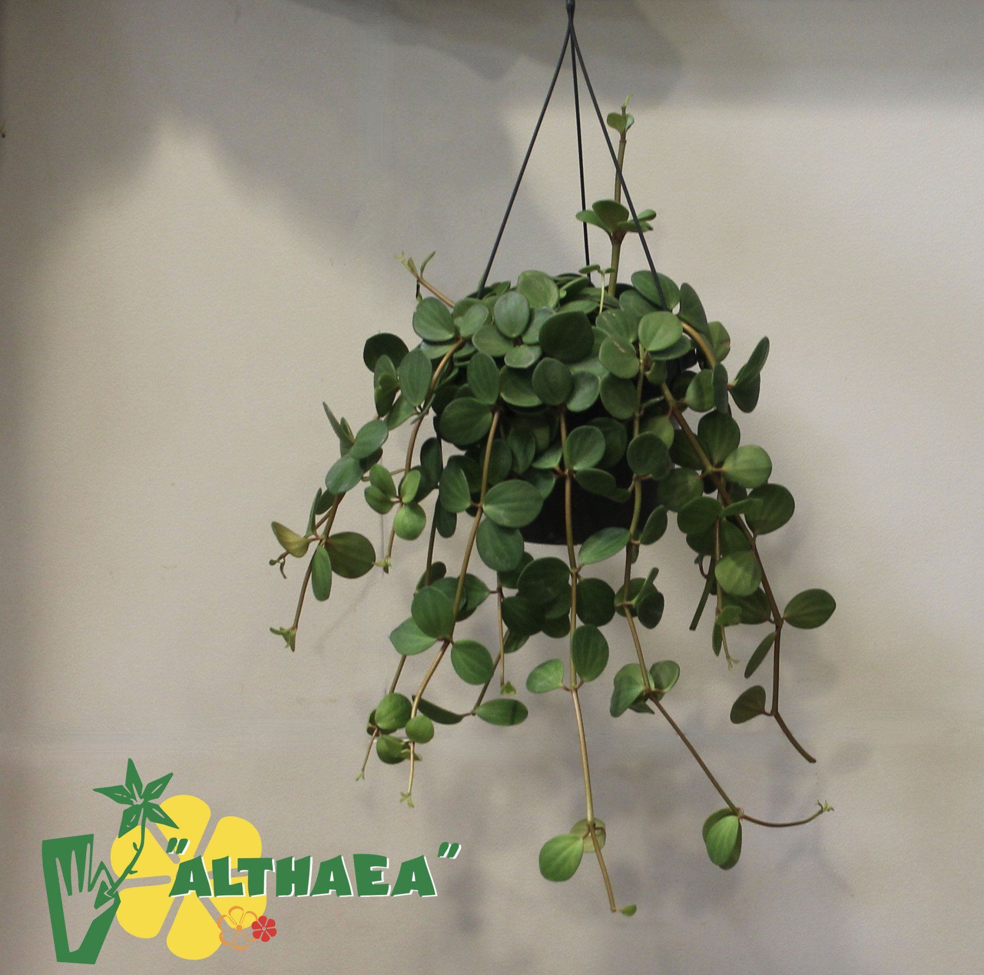 Hangplantje bij Althaea