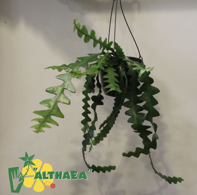 Hangplantjes bij Althaea
