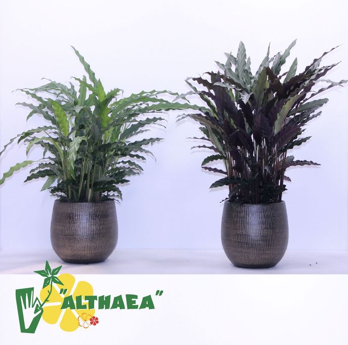 Twee potplanten naast een althaea-logo