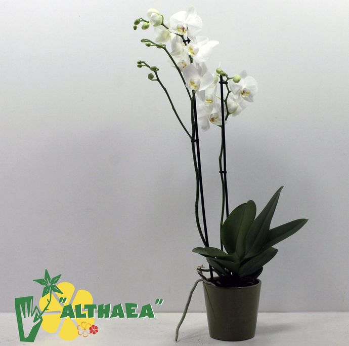 Een orchidee bij althaea bloemen en planten