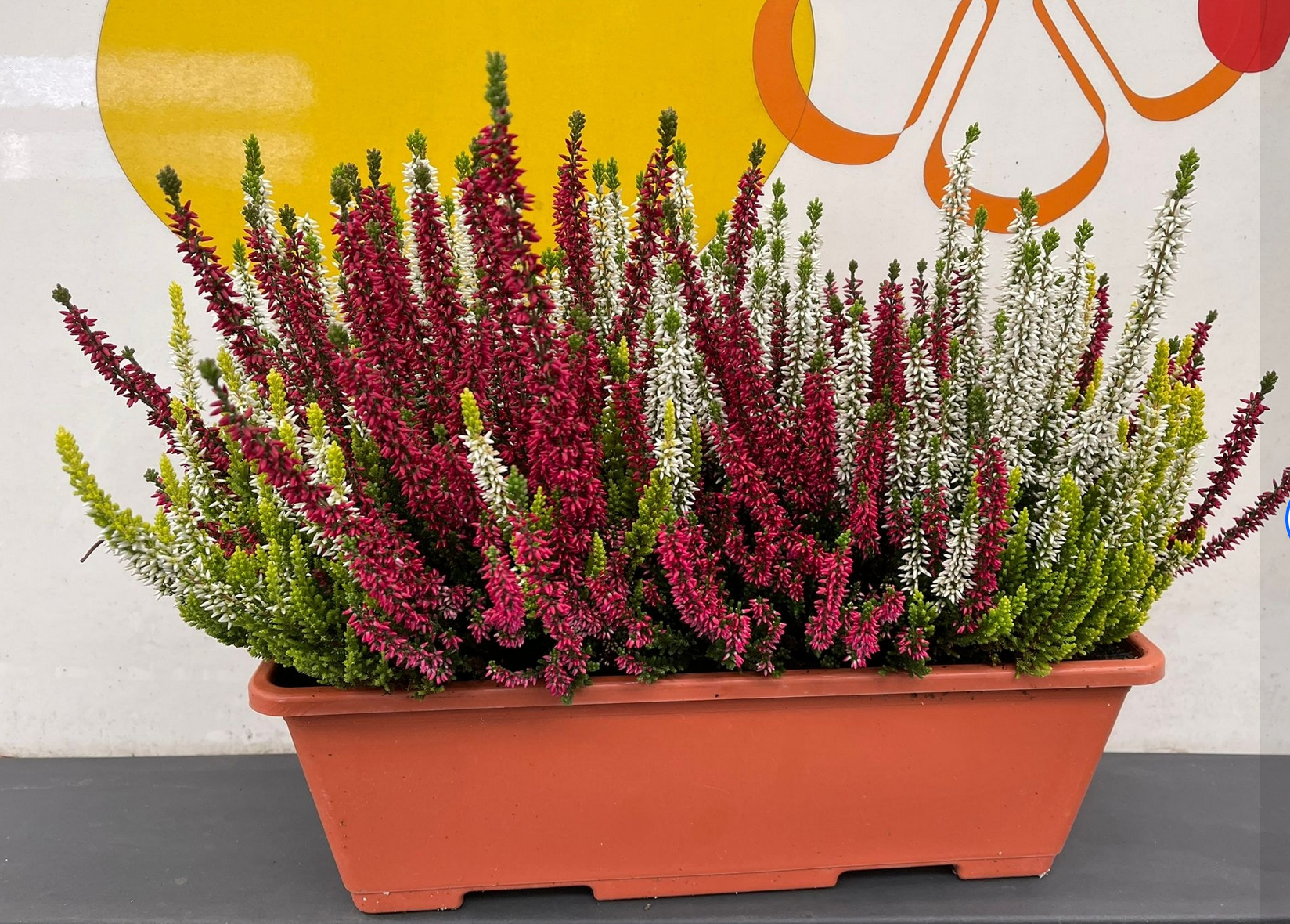 rode en witte heide te koop bij Althaea bloemen en planten in Harderwijk