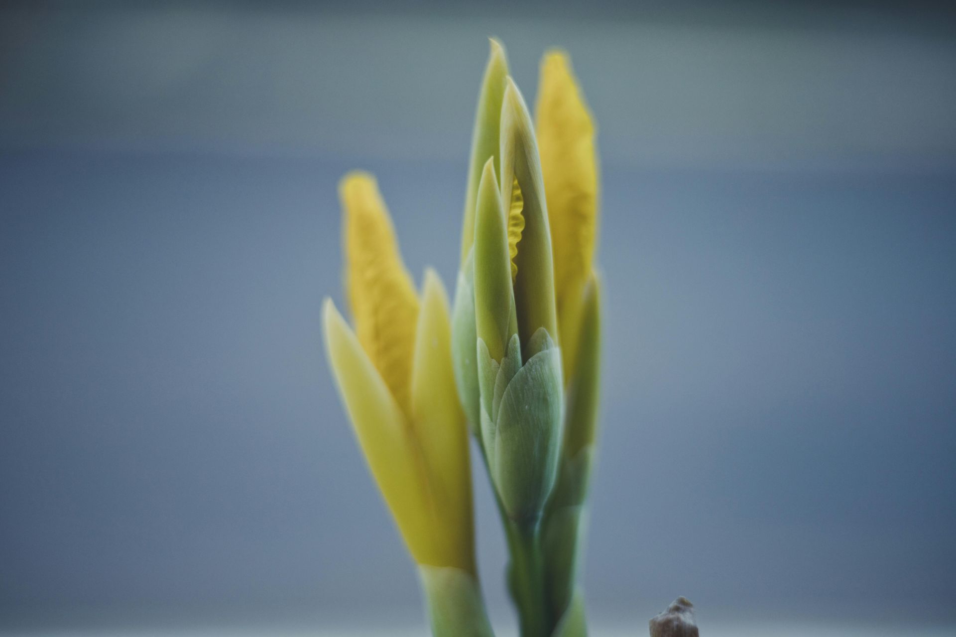 Althaea Bloemen en Planten in Harderwijk zijn de bolletjes weer op voorraad