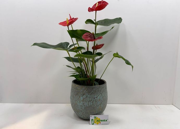 Bloempotten bij Althaea Bloemen en Planten in Harderwijk