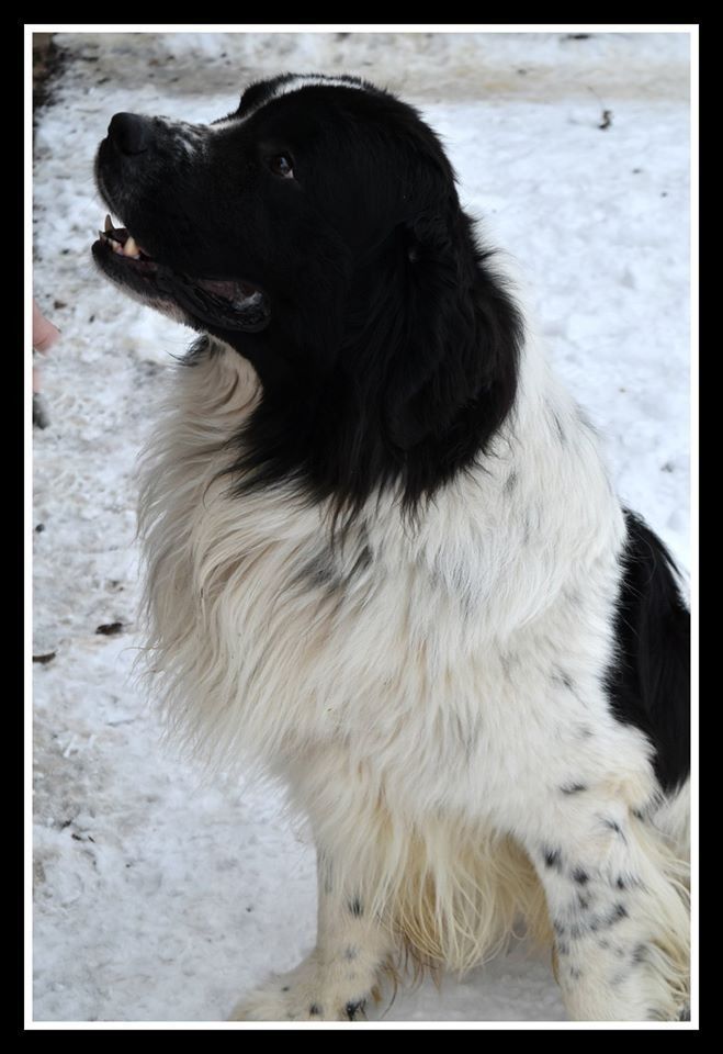 Black-and-white dog sitting in snow, looking left with mouth slightly open