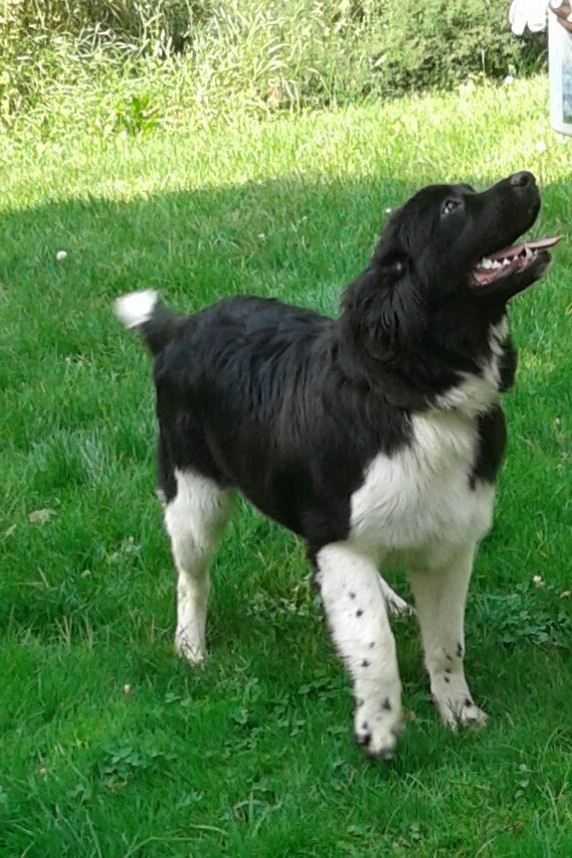 Black-and-white dog standing on grass, looking up with mouth open and tail wagging