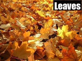 Pile of orange and yellow autumn leaves with the word “Leaves” in the top right.