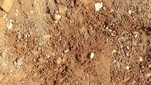 Dry brown dirt and small rocks covering the ground.