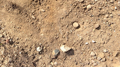 Dry dirt ground with scattered small rocks and pebbles.