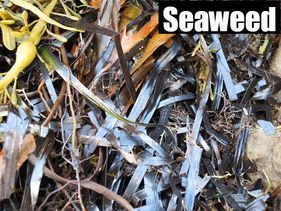 Close-up of dried seaweed on a rocky shore, with the word “Seaweed” at top right.