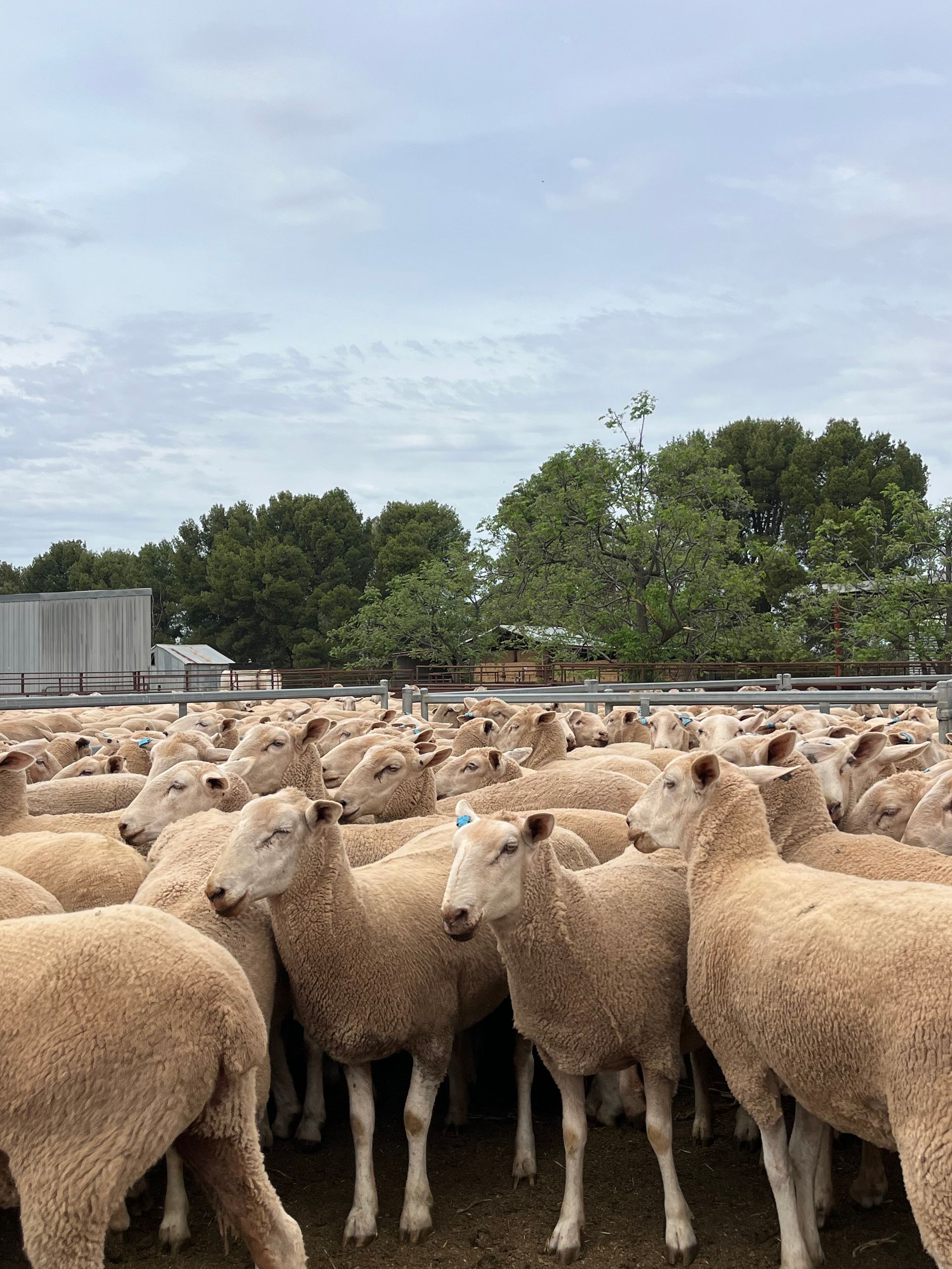 sheep stand