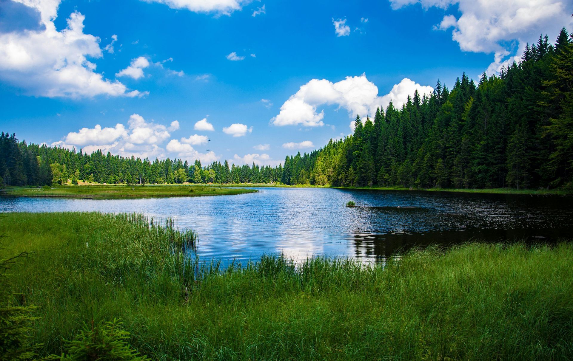 A calm lake surrounded by lush green grass and a dense evergreen forest under a bright blue sky with clouds.