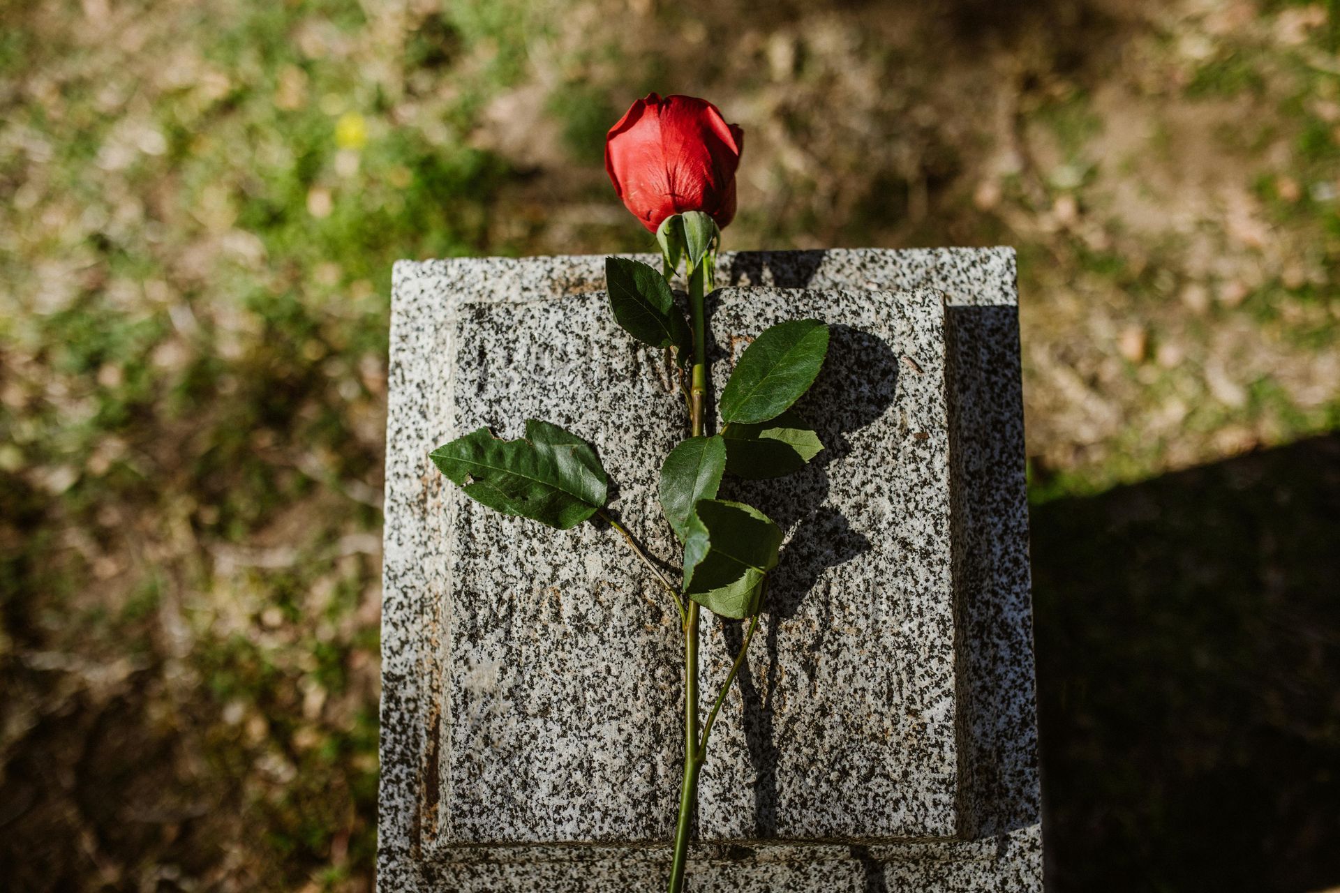 Red rose on a granite headstone in a grassy cemetery.