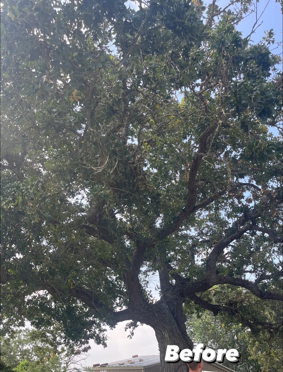 Large tree with thick trunk and dense green leaves under a partly cloudy sky.