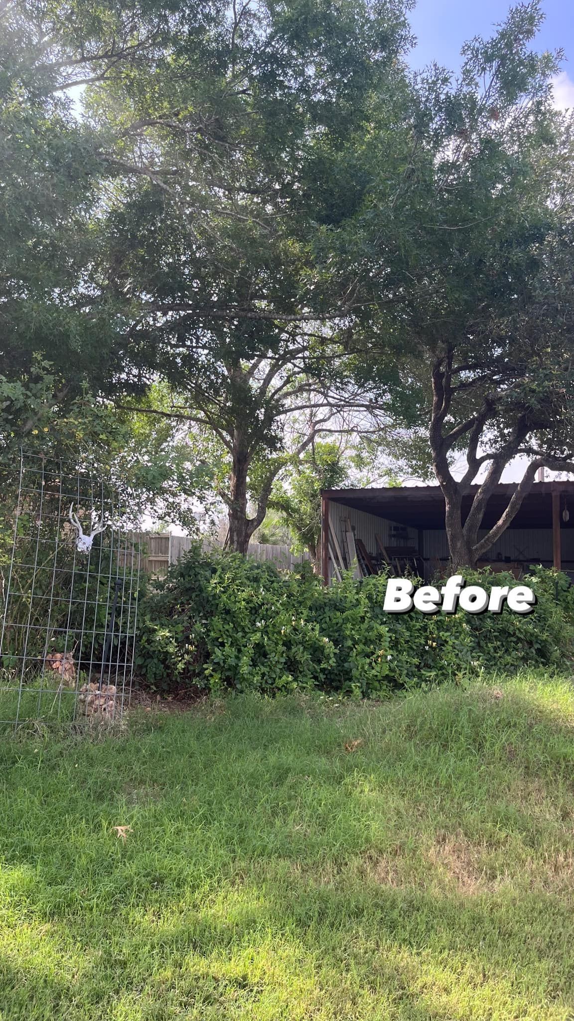 Green trees and bushes in a yard, before. Lush vegetation with a building in the background.