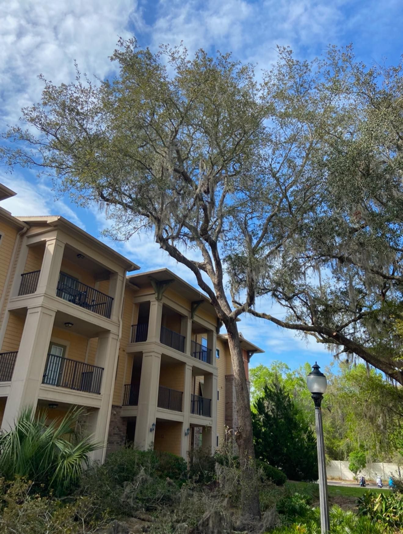 Apartment building with balconies next to a large tree under a partly cloudy sky.