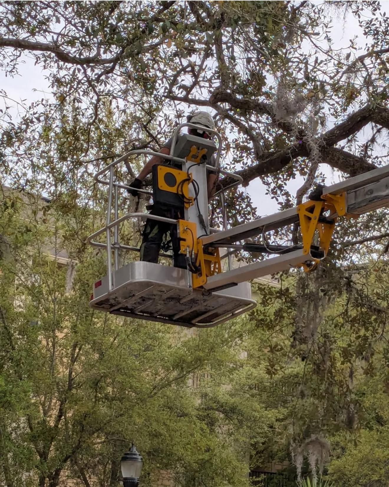 Person in lift bucket trimming tree branches outdoors.