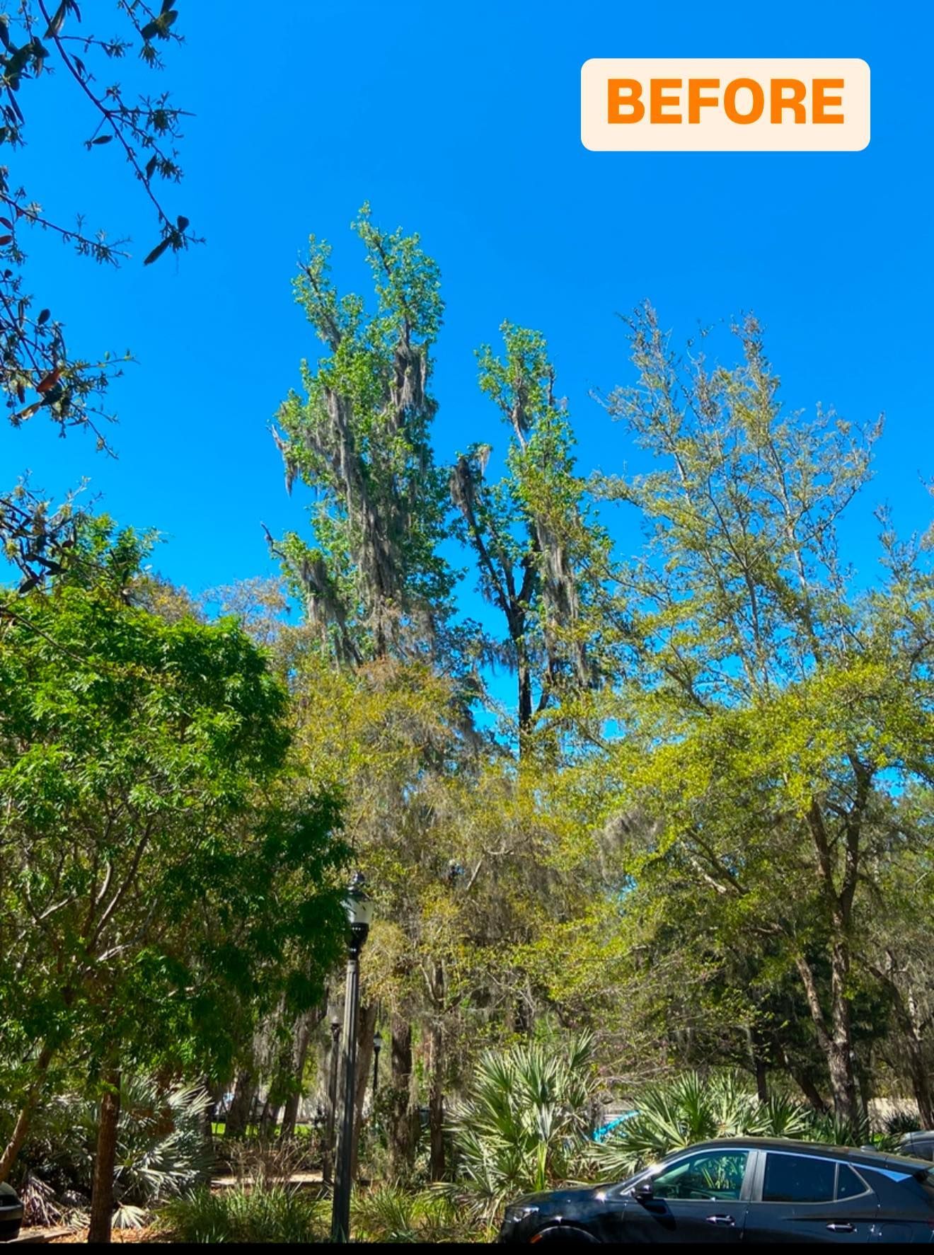 Tall trees with Spanish moss against a bright blue sky. 