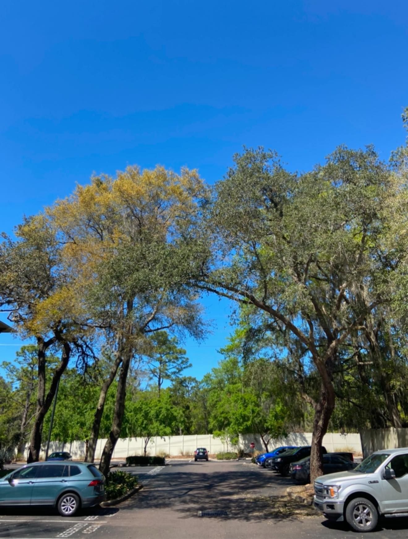 Trees arch over a parking lot, with cars parked on either side under a bright blue sky.