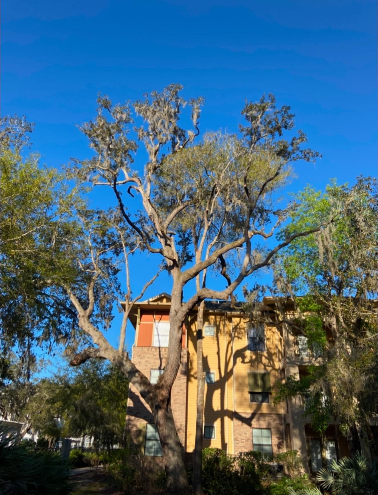 Large tree with Spanish moss in front of a yellow and red brick building under a clear blue sky.