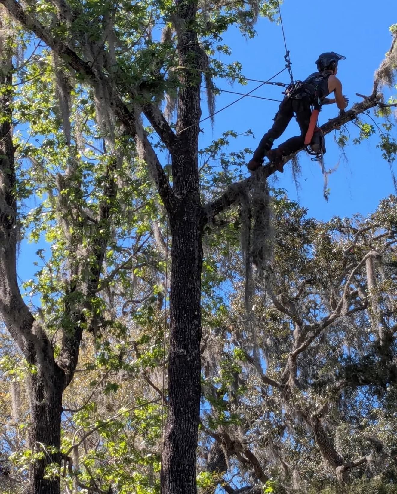 Arborist trimming tree branches, secured with harness and rope. Branches covered in Spanish moss, blue sky.