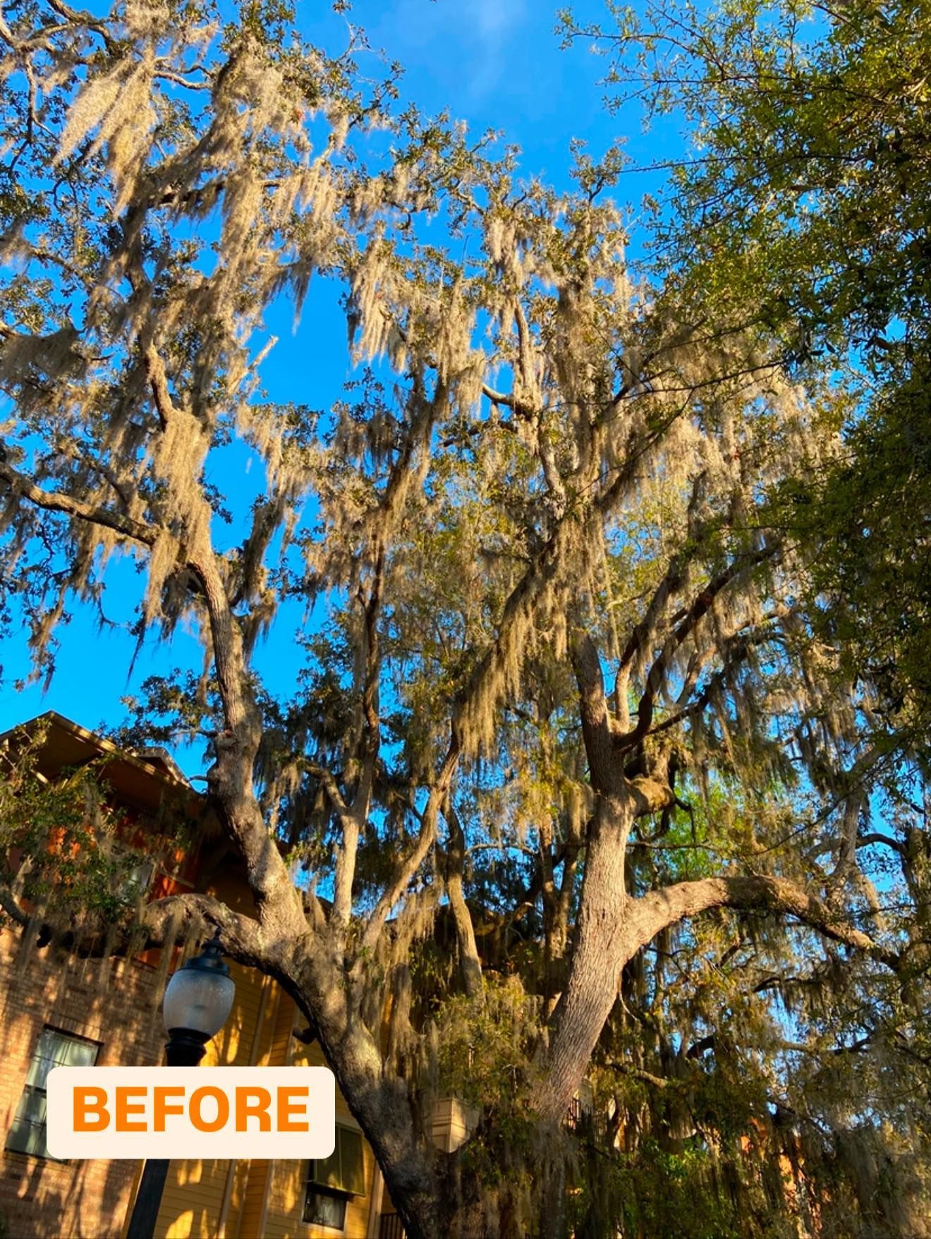 Tall tree with cascading Spanish moss against a bright blue sky. 