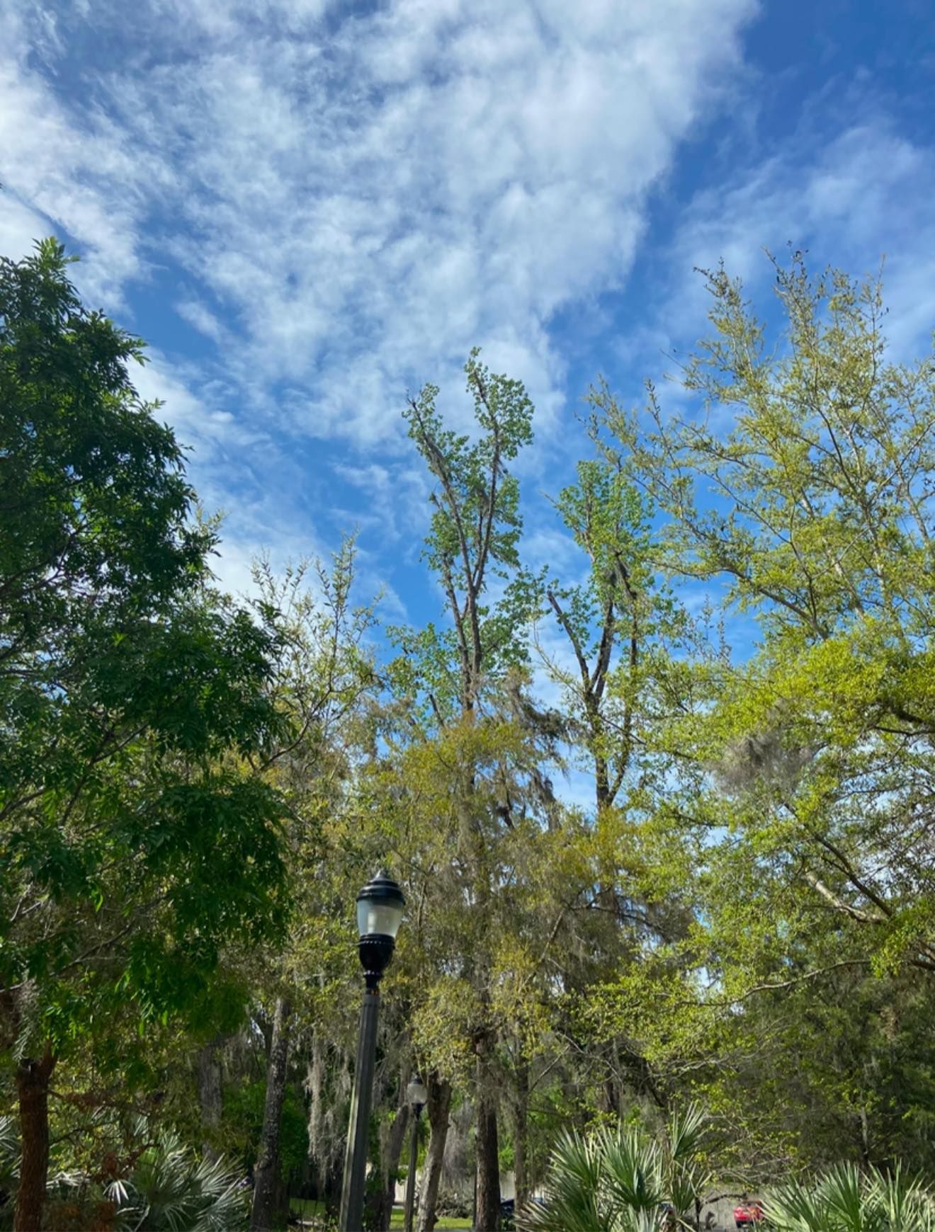 Trees with light green leaves under a blue sky with white clouds, street lamp in the middle.