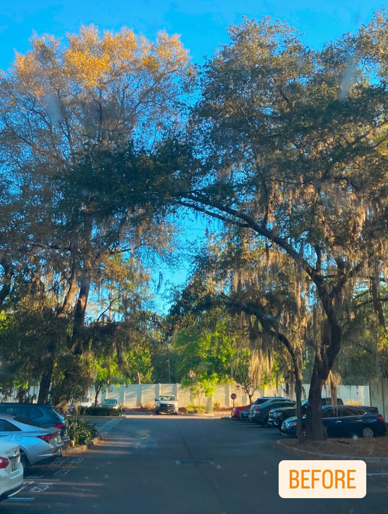Parking lot lined with cars under large trees with Spanish moss, bright blue sky in background.