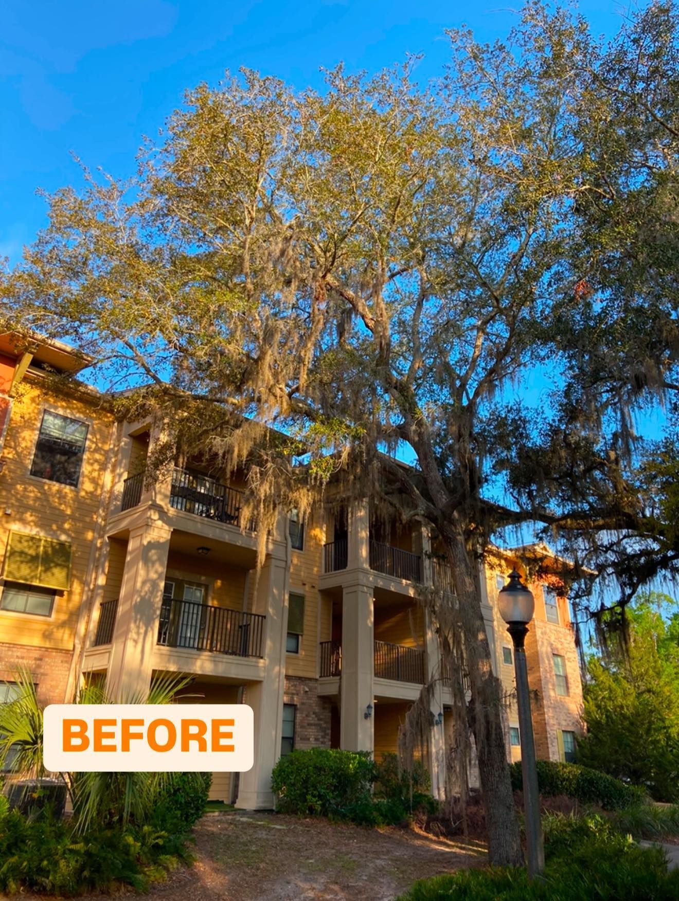 Large tree over a multi-story building with balconies, warm sunlight, 