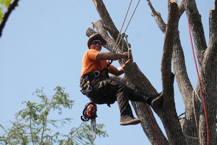 Arborist in orange shirt, cutting tree branches with a chainsaw, secured with ropes, against a blue sky.