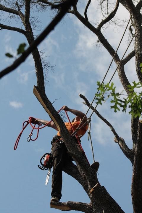 Arborist in orange shirt, trimming tree branch with a chainsaw, ropes, blue sky.
