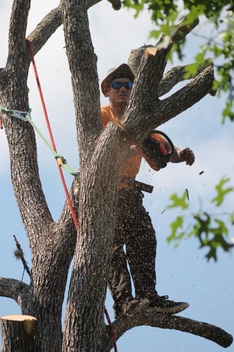 Person using chainsaw, cutting tree branches. Dust flies. Outdoors, sunny.