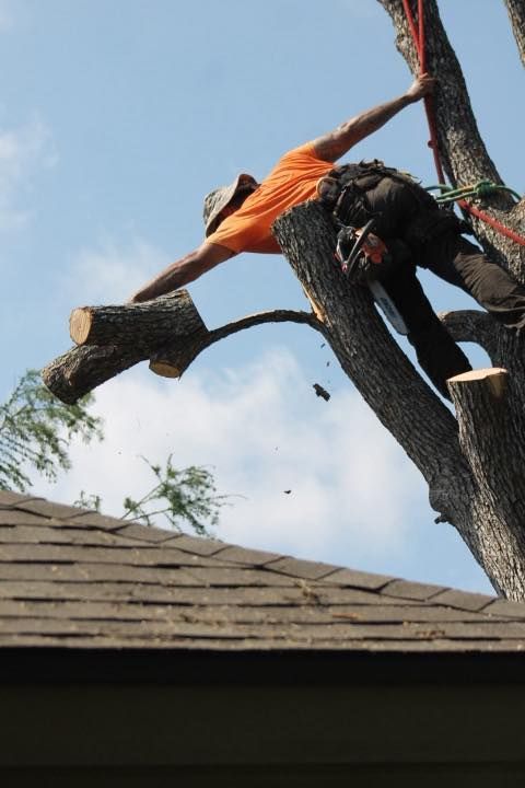 Arborist cutting tree branches, high above a rooftop. Orange shirt, blue sky.