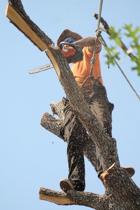 Arborist in an orange shirt cutting a tree branch with a chainsaw, safety gear on, against a blue sky.