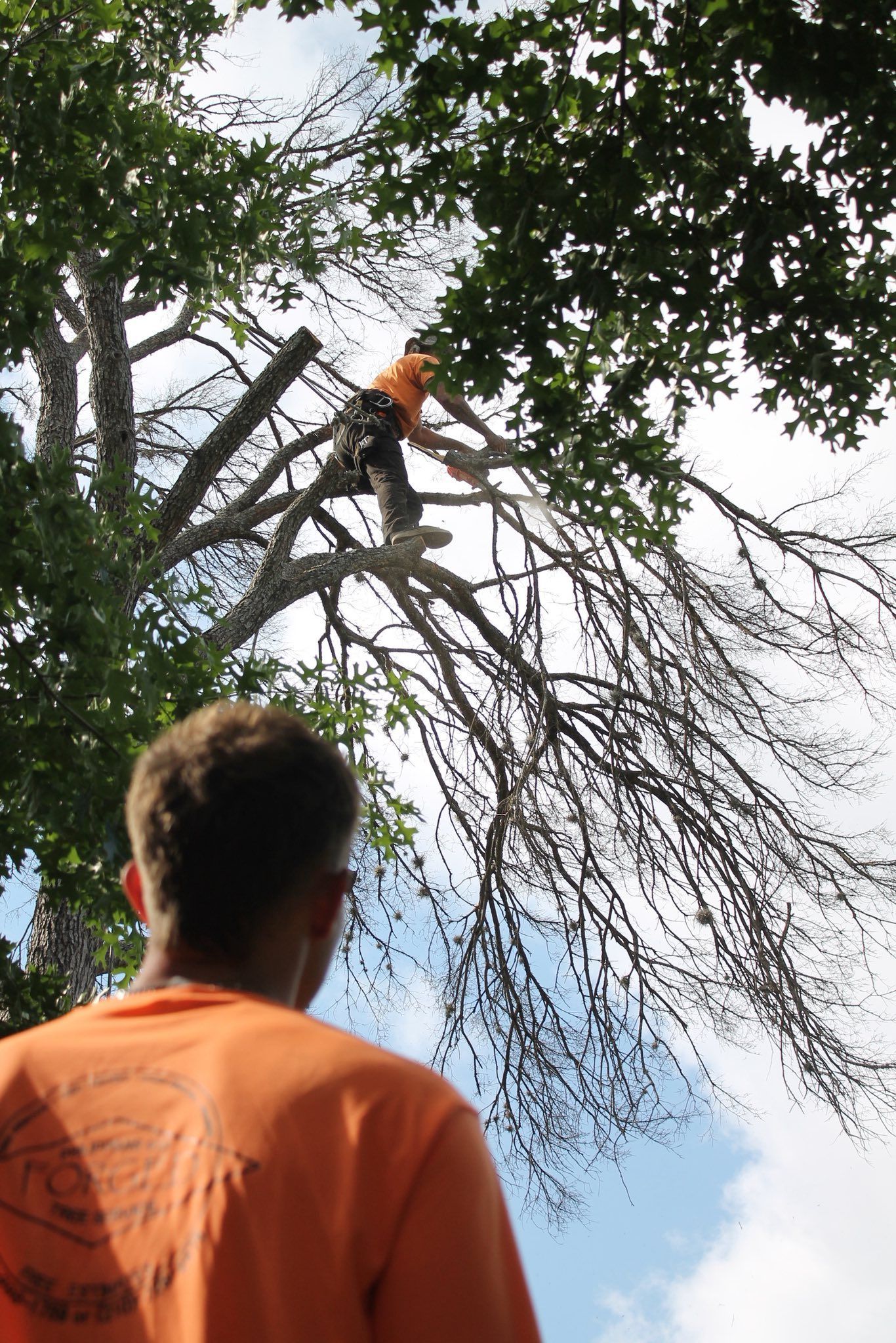 Person in orange shirt watches a tree climber. The climber is high up in a tree, cutting branches. Blue sky.