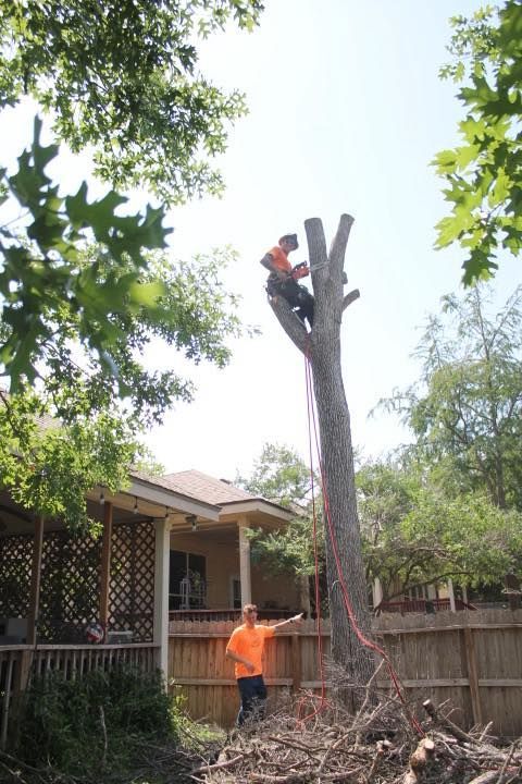 Tree removal: worker in tree with chainsaw, another points below; residential yard setting.