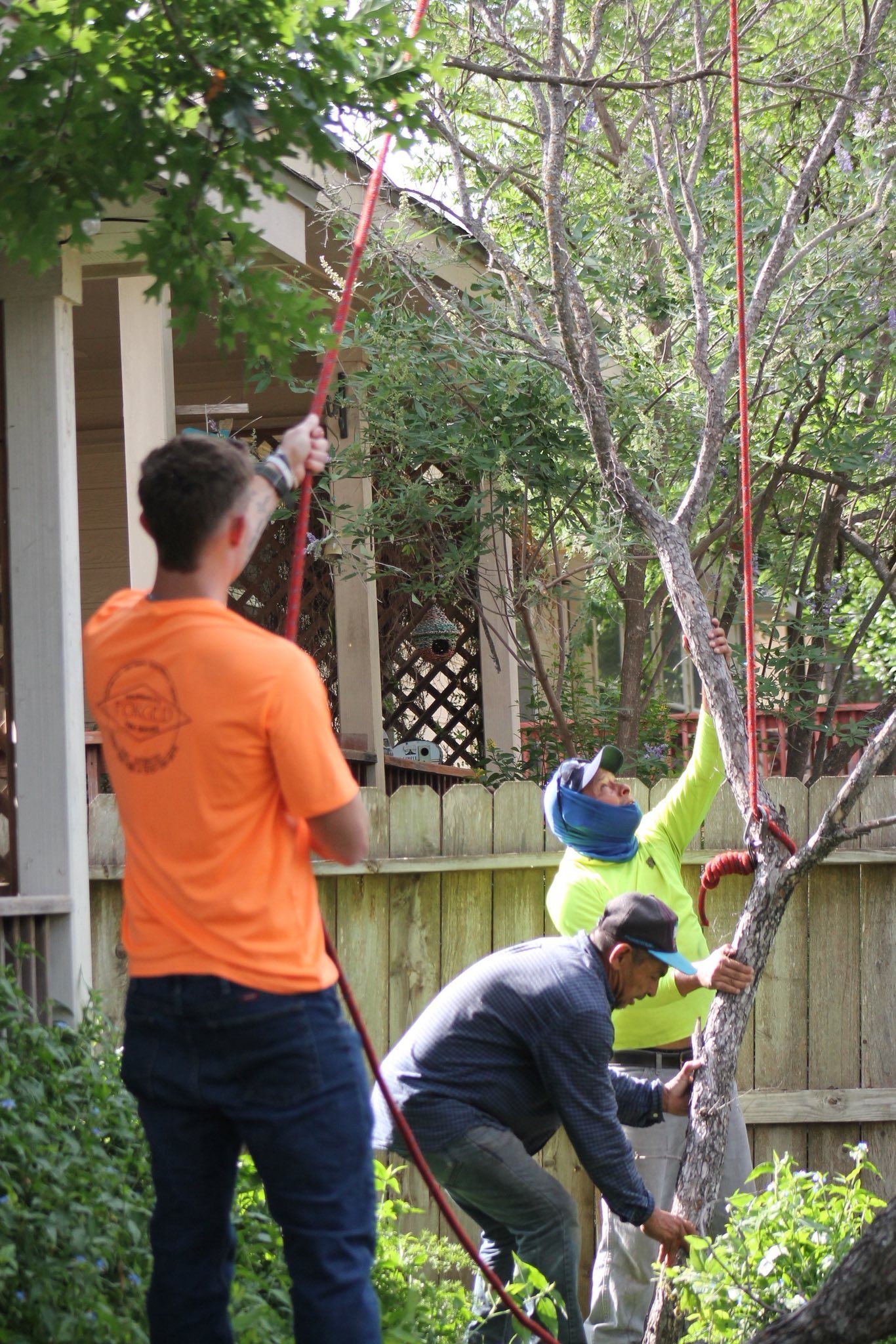 Three people trimming a tree with pole saws in a yard next to a house. One is wearing an orange shirt.