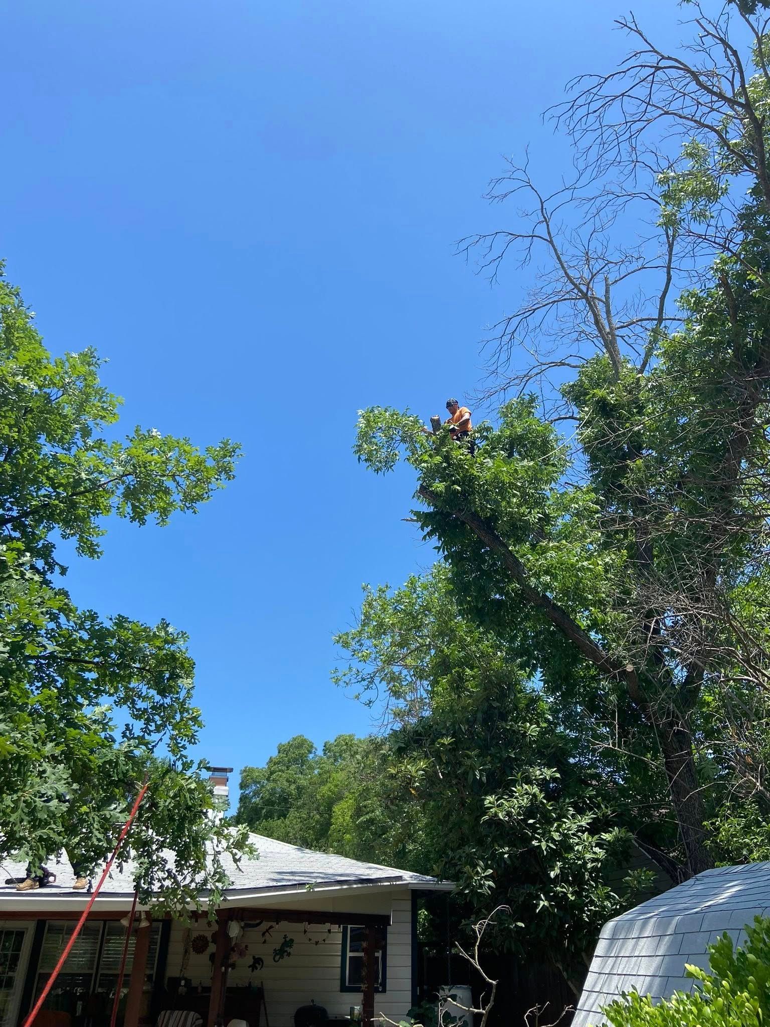 Person sitting in tree, above a house, under a bright blue sky.